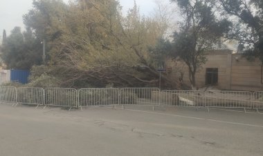 "Tofiq Bəhramov"da aşan ağac ərazidən nə vaxt götürüləcək? 